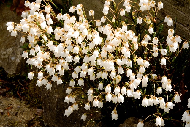 Cassiope lycopodioides 'Jim Lever'